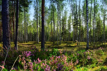 Merks Silaciems - место all inclusive для строительства частного дома в пригороде Риги