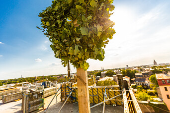 Праздник стропил нового здания: вид на Ригу с седьмого этажа